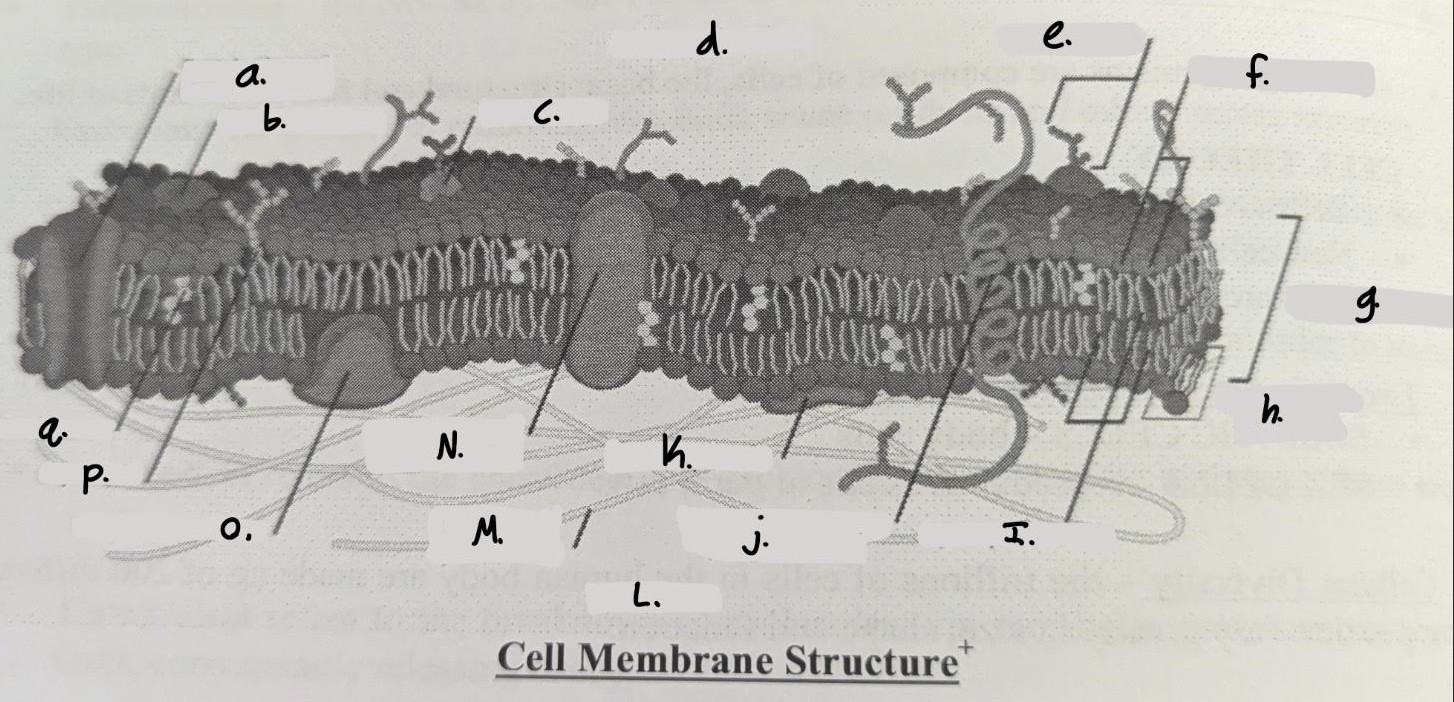<p>c.</p>