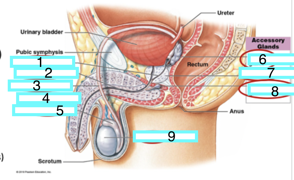 <p>male reproductive system organs - what is 1</p>