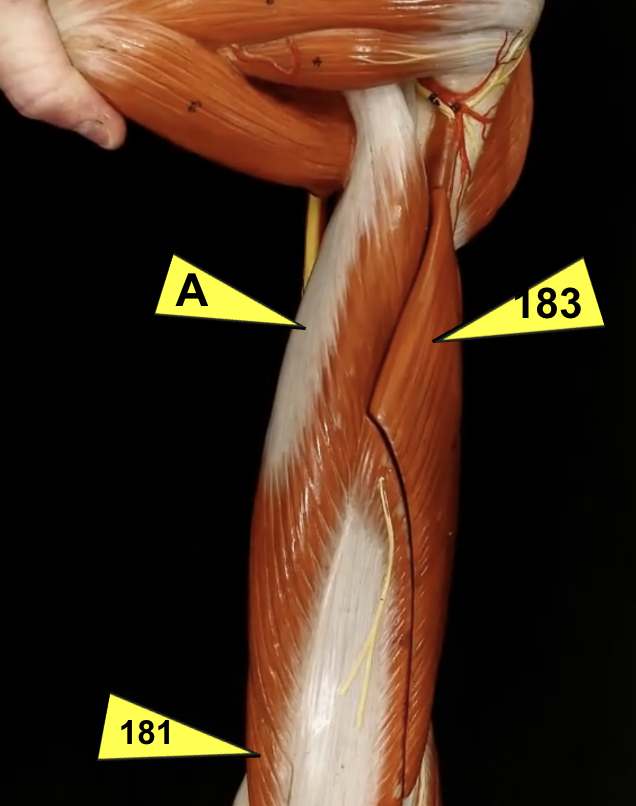 <p>ID muscles</p><p>what are these muscles innervated by </p>