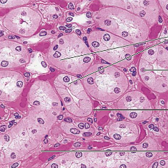 <p>what tissue is this</p>