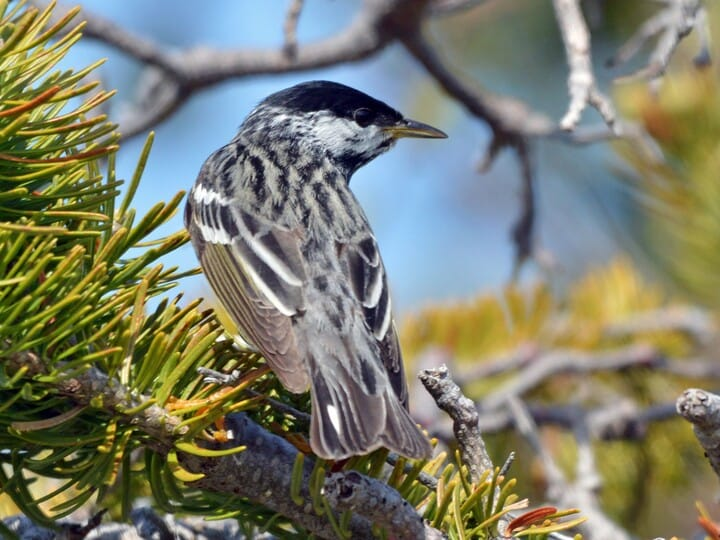 <p>blackpoll warbler </p><p>black cap <br>white cheeks wwrapping around face <br>streaky black-and-white body </p>