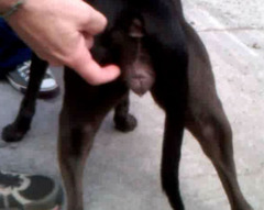 <p>What phase of estrous is this dog in?</p>