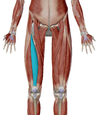 <p>what muscle is this</p>