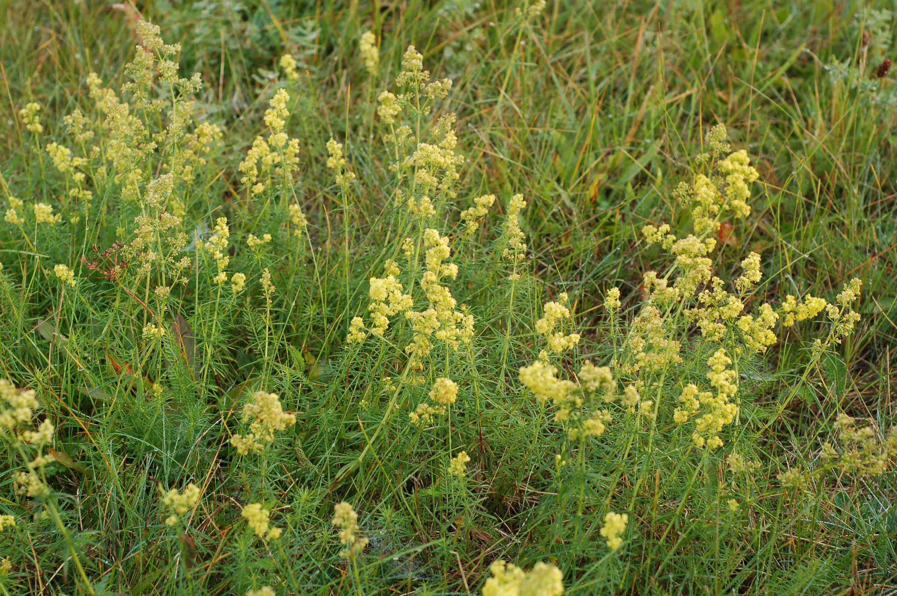 <p><span style="background-color: rgba(0, 0, 0, 0); line-height: 27px;">Klasa <strong>TRIFOLIO-GERANIETEA</strong></span></p>