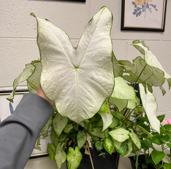 <ul><li><p>very long petioles</p></li><li><p>usually bicolors</p><ul><li><p>green, red, white, pink color hues</p></li></ul></li></ul><p></p>