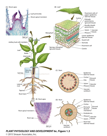 <p>(stem cells)</p><ul><li><p>undifferentiated cells, they rapidly divide, then are programmed by internal &amp; external multicellular environment, to differentiate and function in the plant</p></li><li><p>these are in animals, the plant equivalent is meristematic tissue</p></li></ul><p>(meristematic tissue)</p><ul><li><p>the shoot apical meristem produces undifferentiated cells that go on to form all above-ground tissues, that specialise for speicifc functions as required</p></li><li><p>the root apical meristem is the same but for below-ground tissues</p></li><li><p>these cells are a collection of a few in the centre of the plant cross-section, as they are well protected, but very important as they go on to form everything else</p></li><li><p>removing them causes branching out as meristems on the side of the plant are activated</p></li><li><p>most plant cells can actually reverse back to meristematic tissue (chloripotent), undiffentiated cells that divide (our stem cells cannot - unless cancers turn them back on - plants also have cancers)</p></li><li><p>important in cases like if the plant is cut, and needs to develop indifferentiated tissue again, so that the shoot can reform (redo the startup process, vs in animals we dont grow back an arm)</p></li></ul><p></p>