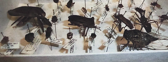 <p>what order are ambush bugs, wheel bugs and cicadas in </p>