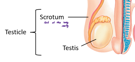 <p>scrotum and the testis</p>
