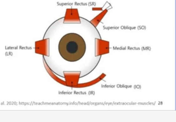 <p>levator palpebrae superioris </p><p>superior oblique </p><p>inferior oblique </p><p>superior rectus </p><p>medial rectus </p><p>lateral rectus </p><p>inferior rectus </p>