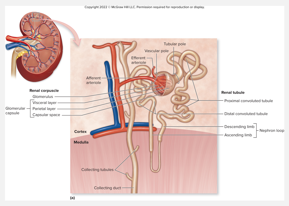 <p><strong>Flow of fluid</strong> through the nephron’s tubules</p>