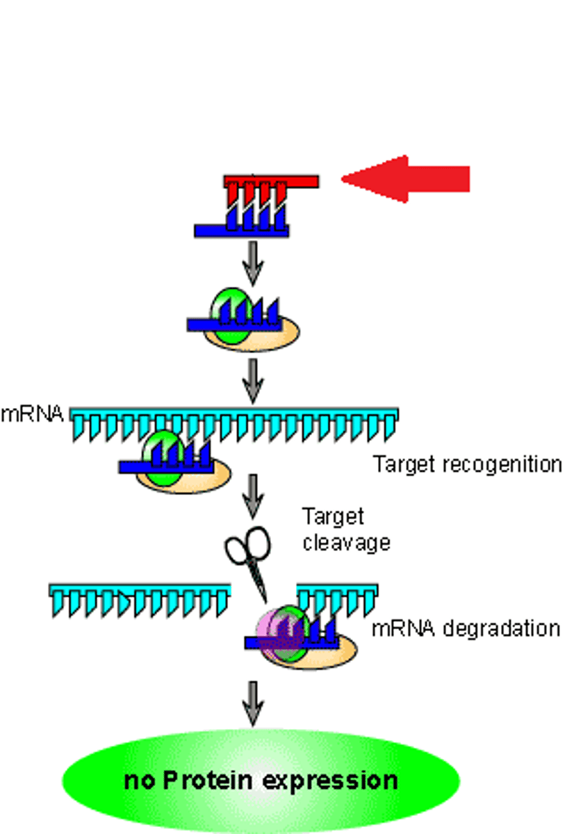 <p>- method used to study causation</p><p>- Variables are manipulated; controlled testing</p>