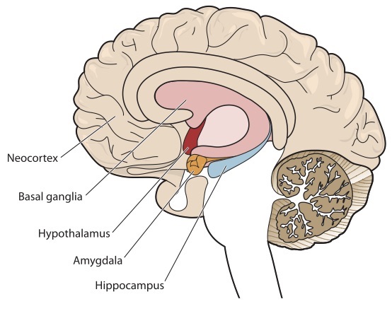 <p>Amygdala </p>