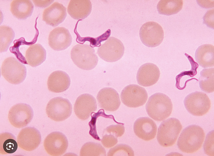 <p>Second species</p>