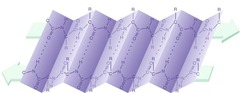 <p>β pleated sheets are a secondary structure found in proteins.</p>