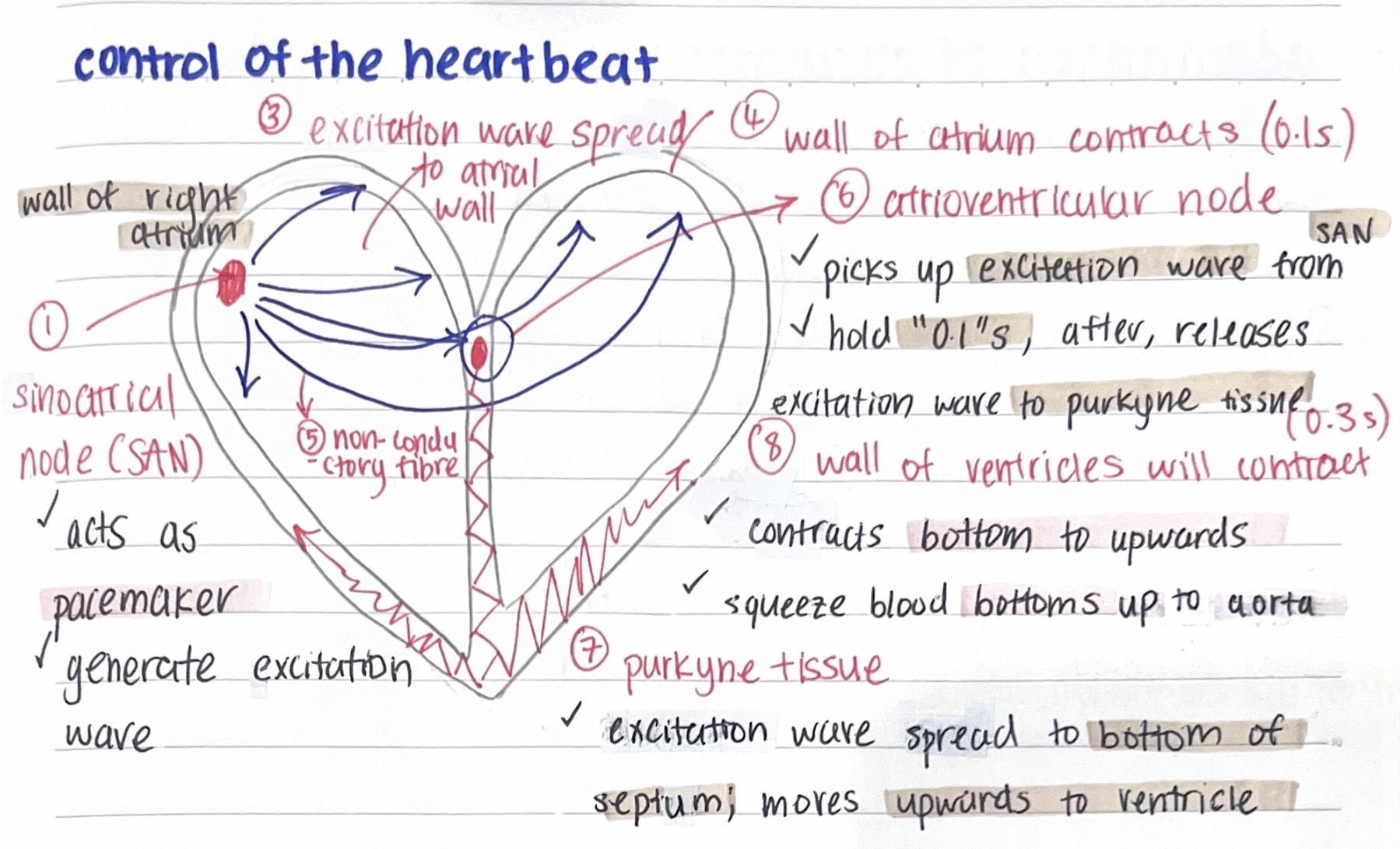 <p>Control of the heartbeat:</p>