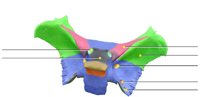 <p>Sphenoid: Optic Foramen</p>