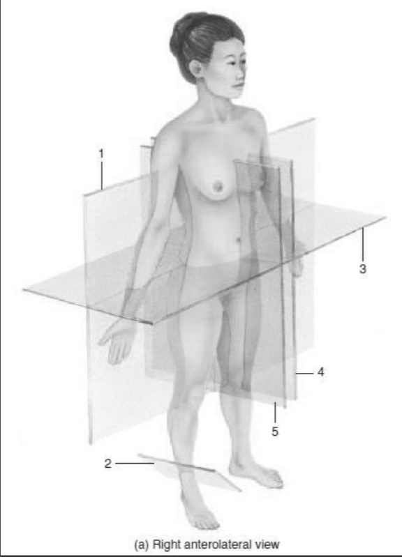 <p>Identify the body planes and sections given in number 3.</p>