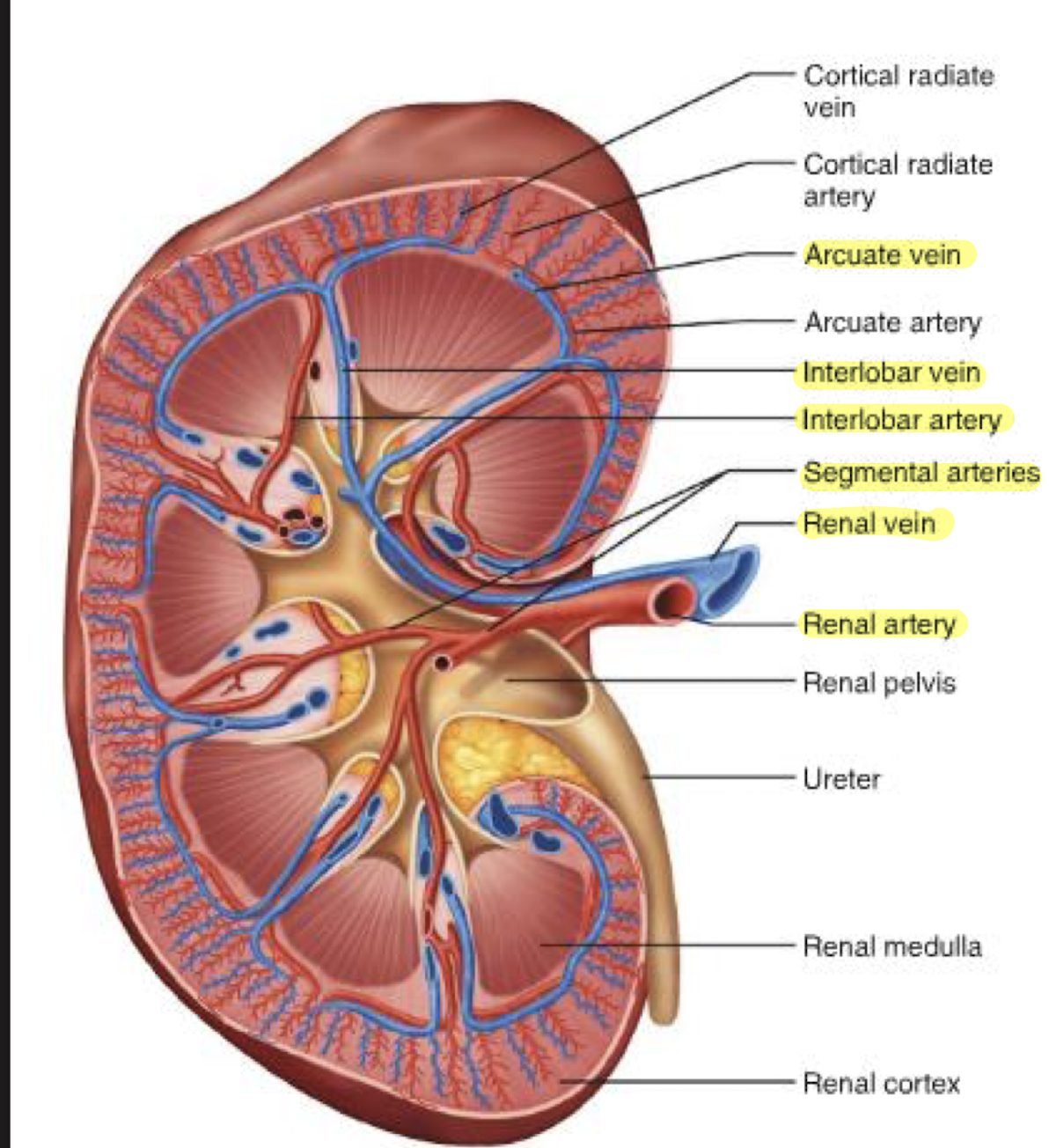 <p>blood supply pathway</p>