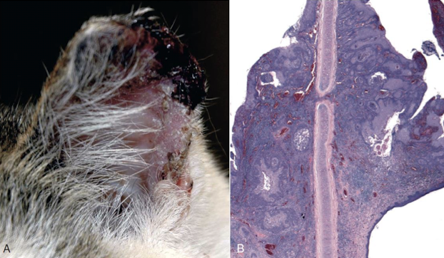 <ul><li><p>Squamous cell carcinoma</p><ul><li><p>Frequent in cats</p></li><li><p>Can arise in the guttural pouch of horses</p></li></ul></li><li><p>Adenocarcinoma</p></li></ul><p></p>