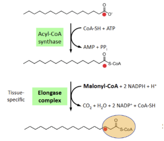 <p>1st step is activation by esterification with CoA and 2nd step is addition of 2 C atoms from malonyl-CoA</p>