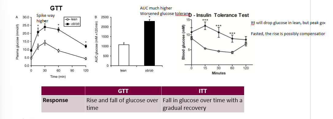 <p>ob/ob mice showed much higher spikes on GTT and musch higher spike in ITT</p>