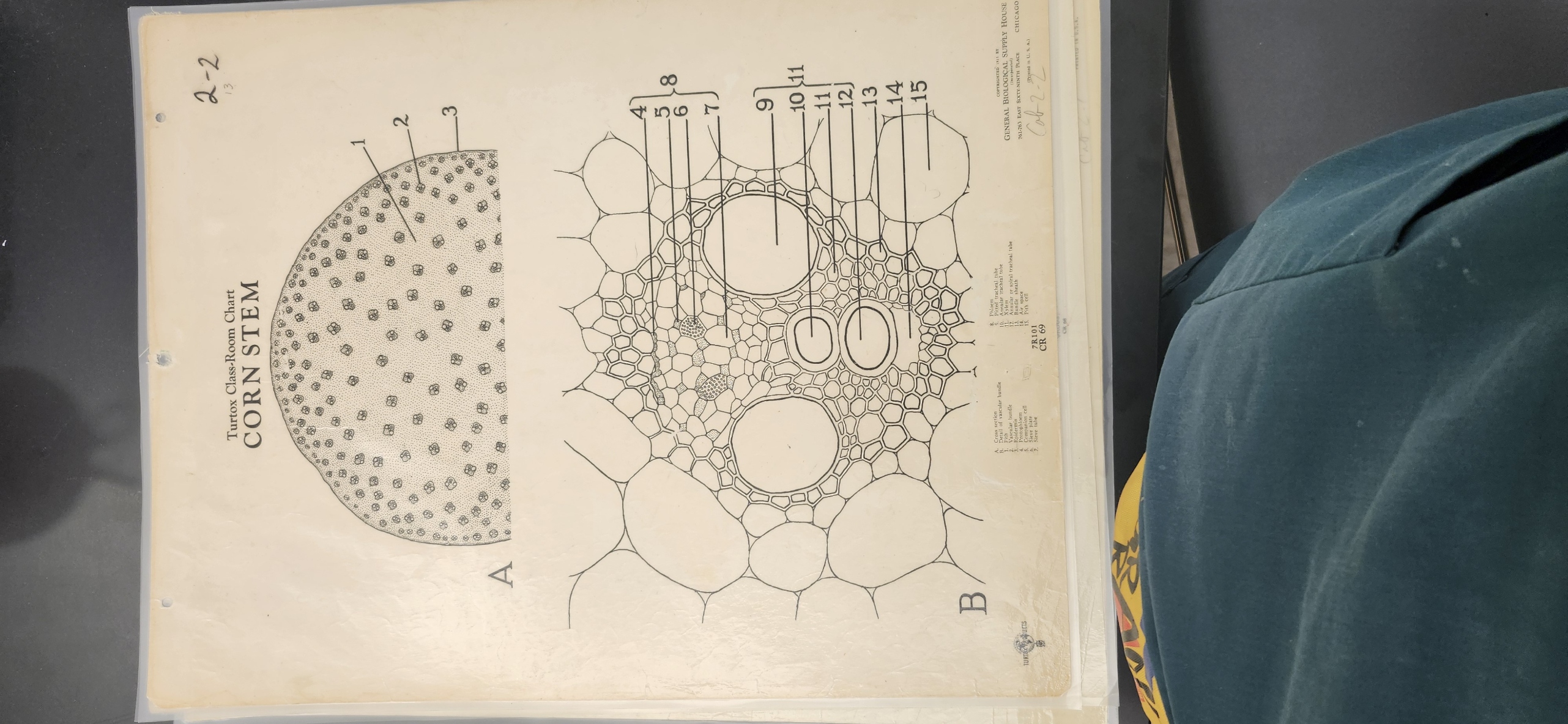 <p>Identify the following structures on the Monocot Stem - Zea mays (c.s.) – (slide, Turtox chart – CR 73.6, CR 69) </p><p>Epidermis </p><p>Parenchyma cells </p><p>Vascular bundles (monkey faces) </p><p>Sclerenchyma </p><p>Xylem </p><p>Phloem </p><p>Air space </p><p></p>