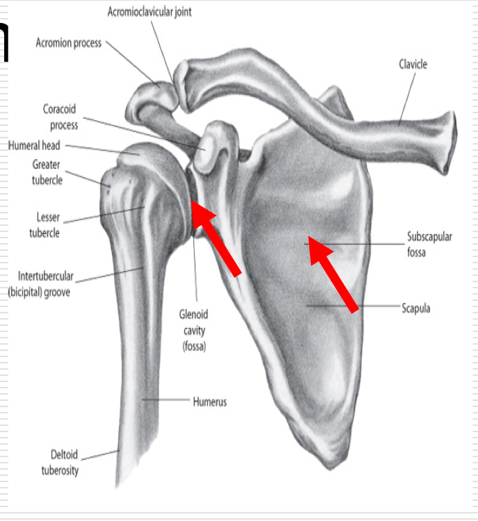 <p>Shoulder Joint - Glenohumeral Joint</p><p>Shoulder Girdle - Scapulothoracic “joint” , Clavicular Joints</p><p>Highly mobile region </p><ul><li><p>Variety of muscles allow for movement of joint in many directions</p></li></ul><p></p>