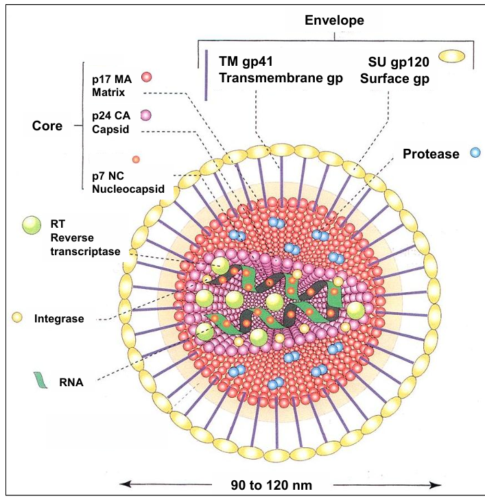<ul><li><p>Positive single stranded RNA with 2 copies</p></li><li><p>Enveloped</p></li><li><p>Conical capsid core</p></li></ul><p></p>