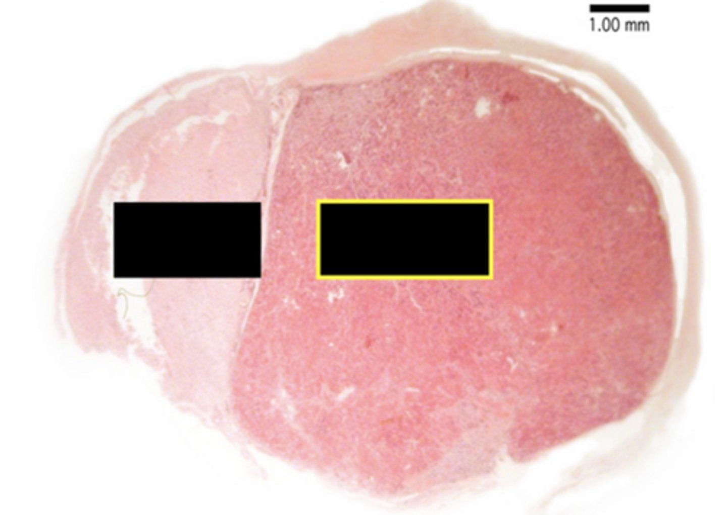 <p>Identify the region of the organ</p>