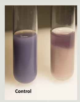 <p>caseinase is present → casein degrades → milk turns clear (not completely transparent, but not opaque)</p>