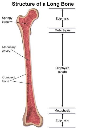 <p>Long Bone</p>