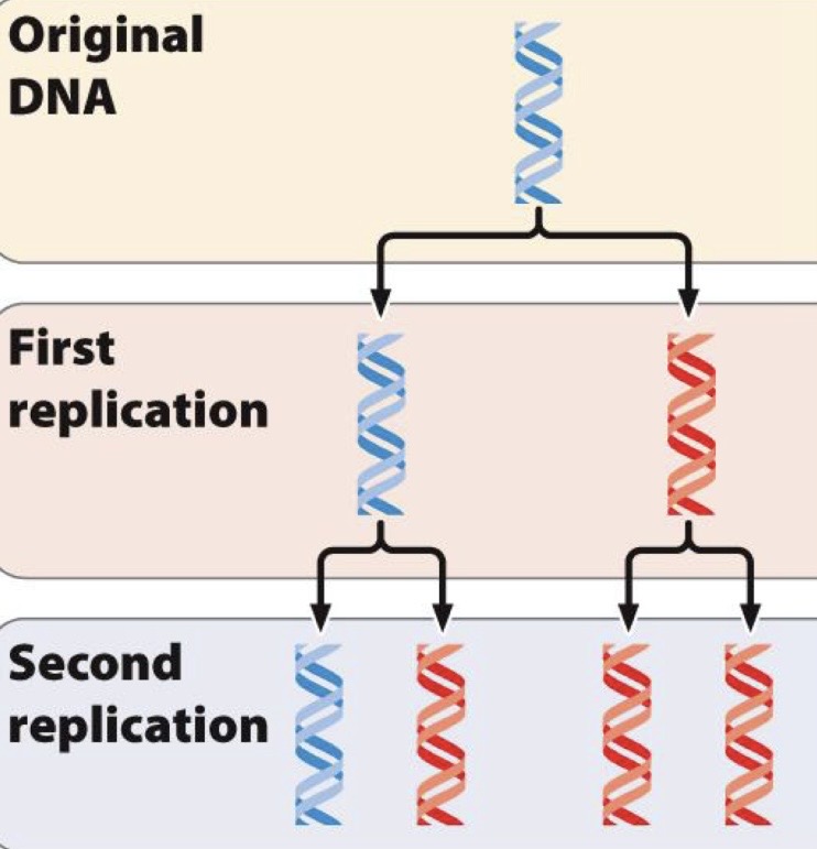 <p>The 2 original strands come back together after DNA is replicated</p>