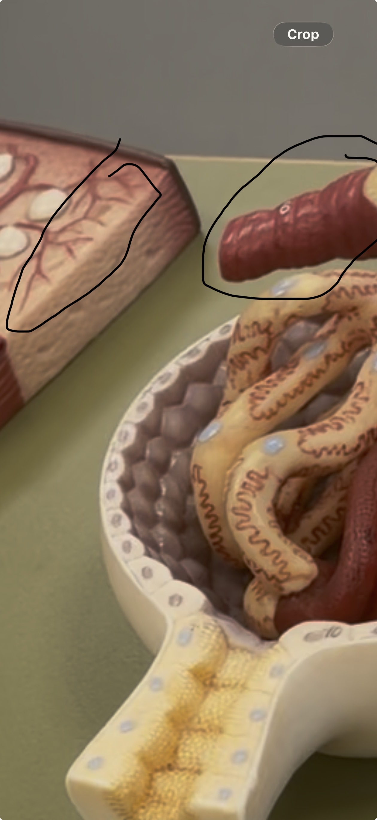 <p>Afferent Arteries</p>