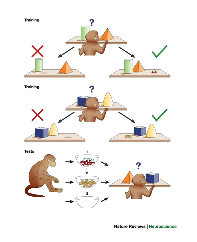 <p>OFC-lesioned monkeys indiscriminantly pick either object, while “normal” monkeys picked the other food they were not pre-fed on</p>