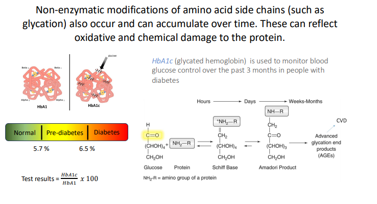<p>blood glucose control over the past 3 months in people with diabetes</p>
