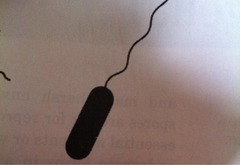 <p>single flagellum at one end</p>
