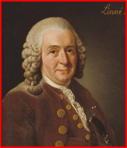<ul><li><p>Binomial nomenclature: a system made by Carolus Linnaeus</p><ul><li><p>Each one has a genus+species</p></li><li><p>Both italicized; genus is capitalized, species is not</p><ul><li><p><em>Homo sapiens </em>Linneaus: Genus is Homo, sapiens is the species, whole is italicized, last part is who proposed it</p></li></ul></li><li><p>Written in Latin</p></li></ul></li></ul><p></p>