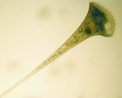 <p>Genus?</p>