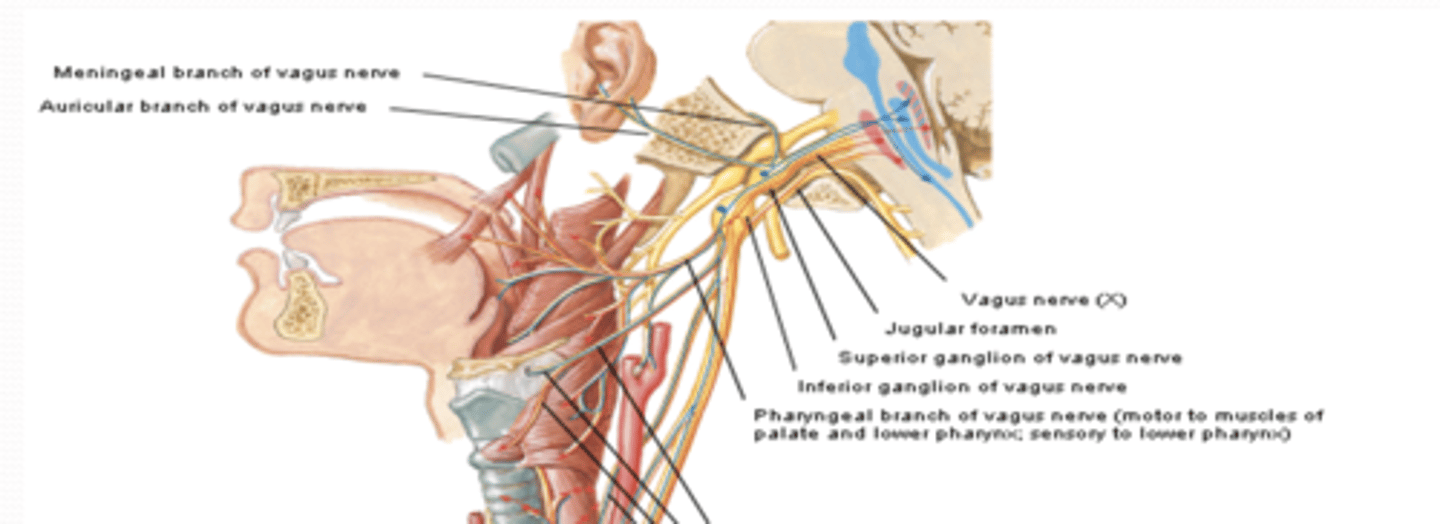 <p>What does the meningeal branch of CN X provide sensory to?</p>