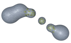 <p>Small, spherically shaped sacs that bud from the outside surface of the Golgi apparatus; often migrate to and merge with the plasma membrane, releasing their contens to the outside of the cell</p>
