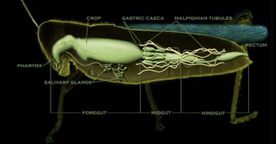 <p>Rectum</p>