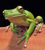<p>Identify the vertebrata class this belongs to.</p>