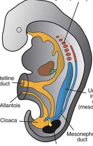 <p><u>non-functional kidney</u>, degenerate at the end of the 4th week</p><p>the most anterior, <span style="color: red;">red color on the diagram</span></p>