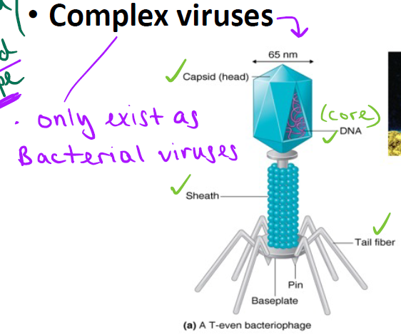 <p>Complex viruses only exist as bacterial viruses (e.g., T-even bacteriophage — Fig 13.5a). Structure includes capsid head, core (DNA), sheath, tail fibers.</p>
