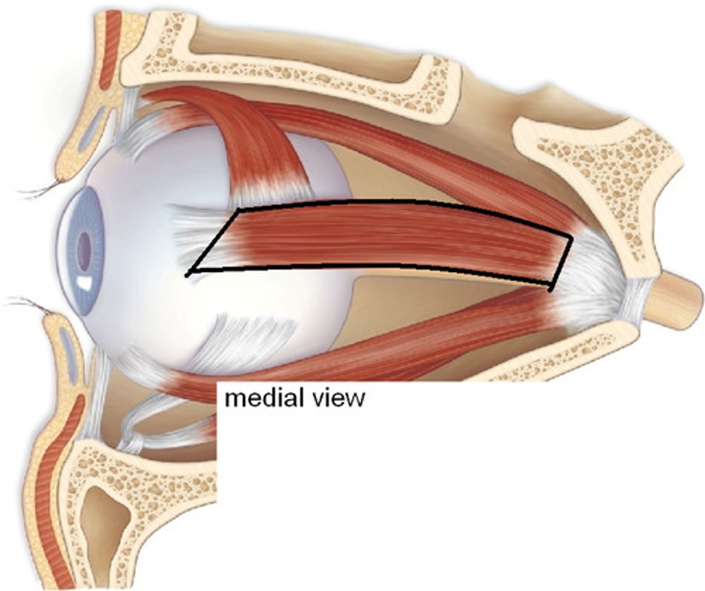 <p>Name this muscle of the eye.</p>