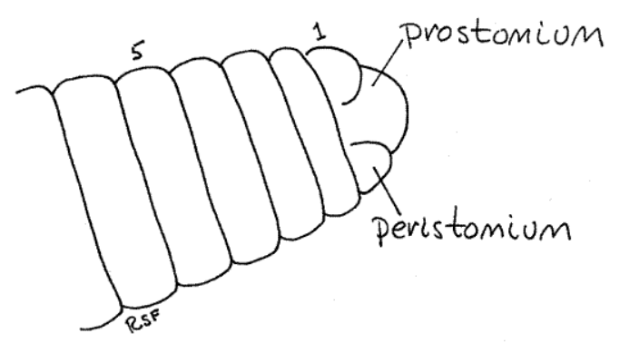 <p>New segments in annelids are added just in front of the ______</p>