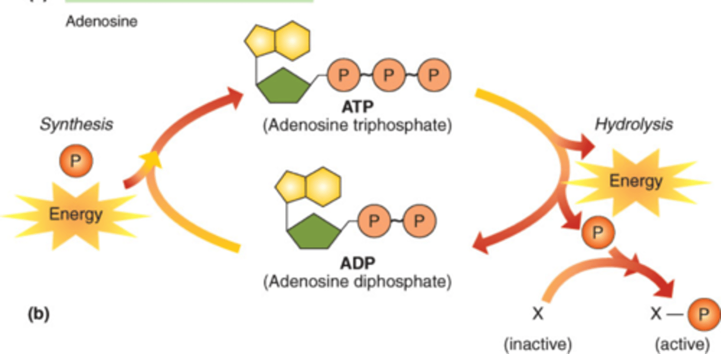 <p>a lower-energy molecule that can be converted into ATP by the addition of a phosphate group</p>