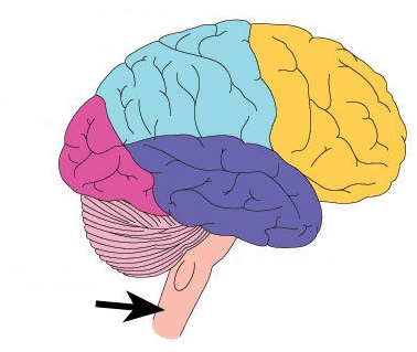 <p><span>Involuntary Functions</span></p>