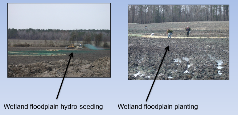 <p><span>The return of a wetland from a disturbed or altered condition by human activity to a previously existing condition.</span></p><ul><li><p>Restoring wetland hydrology through <span>Wetland floodplain excavation → removing soil to get closer to water table and thus restore wetland hydrology</span></p></li><li><p><span>Wetland planting → hydroseeding (wetland seed is mixed with water, fiber, nutrients and dye and sprayed onto the area on interest) and floodplain planting (people physically plant stuff in the soil)</span></p></li></ul><p></p>