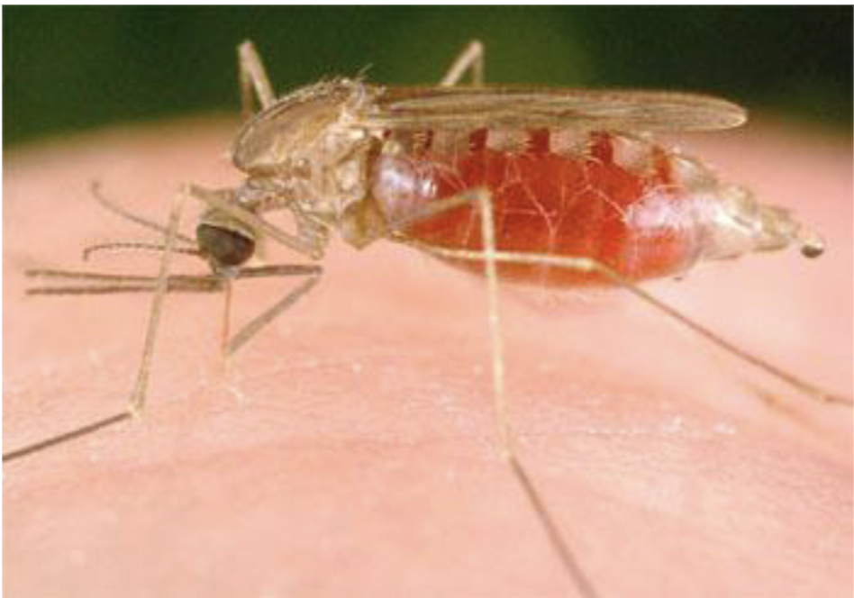 <p>what is the female anopheles mosquito a vector for </p>